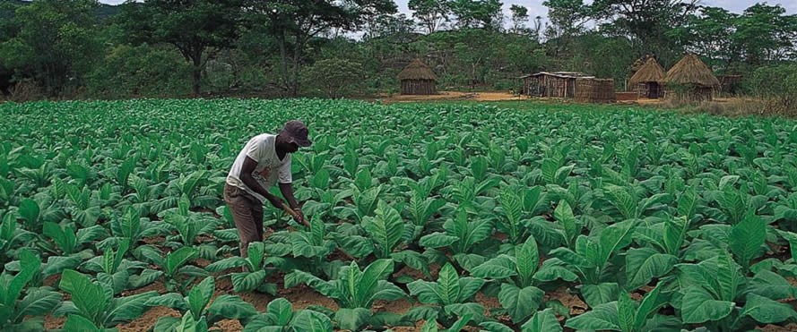 Mpofu’s success story in tobacco farming | The Sunday News