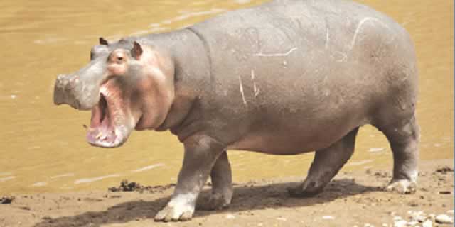 Hippopotamus amphibious | The Sunday News