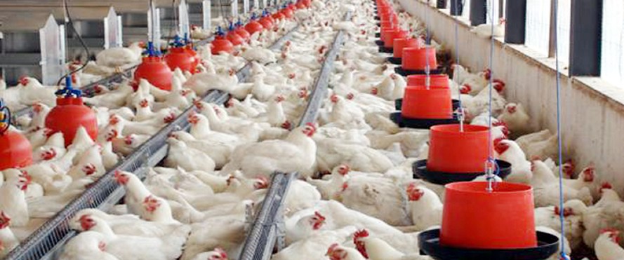 Factors To Consider In Poultry Production | The Sunday News