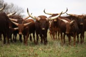 Marvel At King Mzilikazi Kamatshobana’s Herds: Ownership Of Cattle 