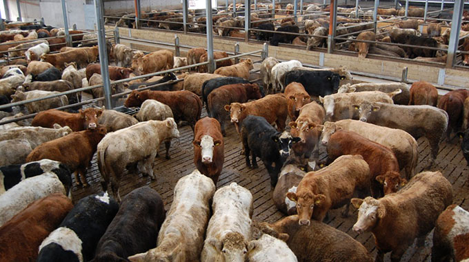 BREAKING: Cattle, goats, pigs imports banned | The Sunday News