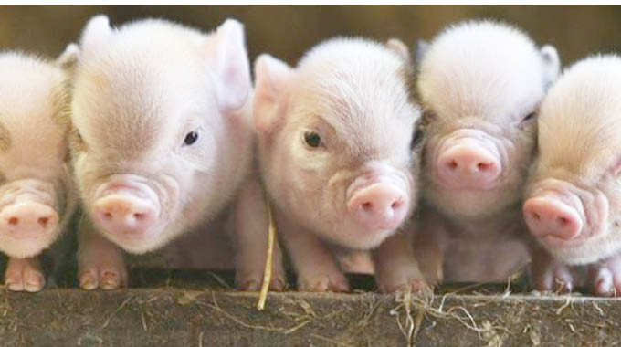 Zim to import high yielding pig breeding stock