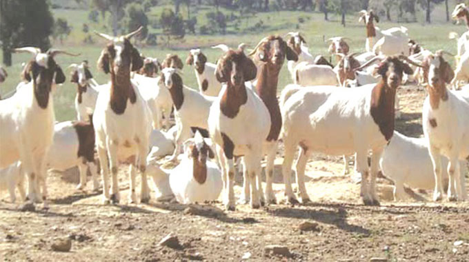 Livestock experts call for goat policy