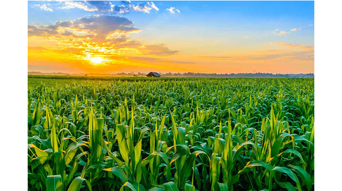 Nutrition gardens transform lives in rural Zhombe | The Sunday News