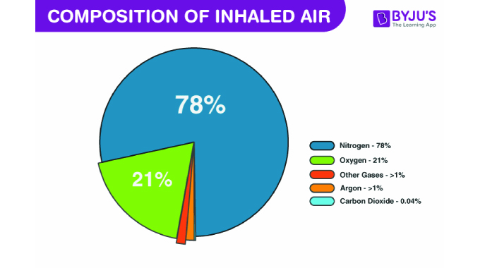 CALA: Frequently asked questions about the respiratory system | The ...