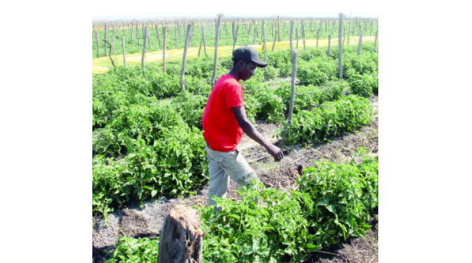 Record avocado harvest expected in Zimbabwe | The Sunday News