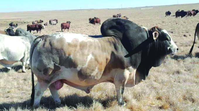 Zim cattle rancher brings R8 million Boran bull home | The Sunday News